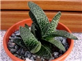 Gasteria maculata